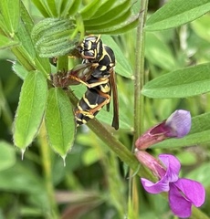 Polistes chinensis