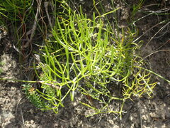 Nanobubon capillaceum