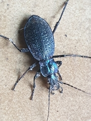 Carabus intricatus