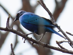 Lamprotornis chalybaeus