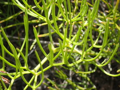 Nanobubon capillaceum