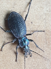 Carabus intricatus