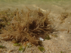 Bursatella leachii