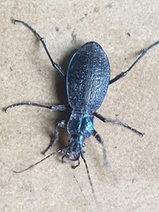 Carabus intricatus