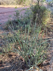 Kleinia longiflora