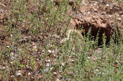 Pseudonaja aspidorhyncha