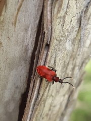 Lemodes coccinea