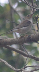 Myzomela sanguinolenta