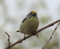 Pogoniulus chrysoconus