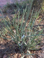 Kleinia longiflora