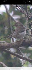 Myzomela sanguinolenta