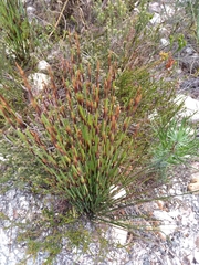 Elegia tectorum