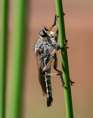 Neoaratus hercules