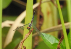 Brachydiplax denticauda