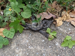 Malayopython reticulatus