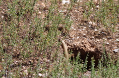 Pseudonaja aspidorhyncha