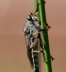 Neoaratus hercules