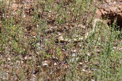 Pseudonaja aspidorhyncha