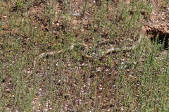 Pseudonaja aspidorhyncha