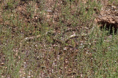 Pseudonaja aspidorhyncha