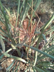 Kleinia longiflora