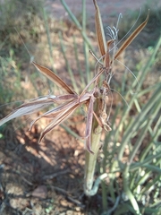 Kleinia longiflora