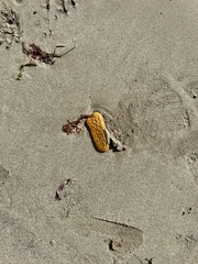 Botrylloides perspicuus