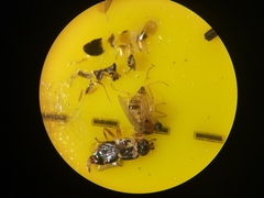 Elaphropeza ephippiata