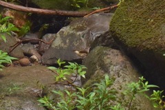 Myiothlypis fulvicauda