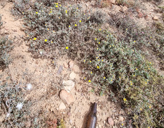 Malephora lutea