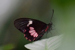 Parides