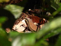 Eutropis multifasciata