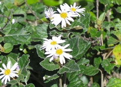 Olearia tomentosa