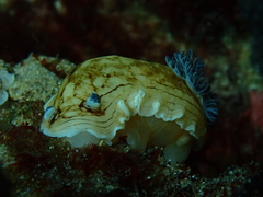 Aphelodoris varia