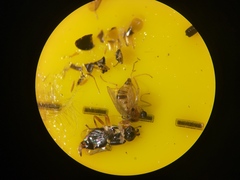 Elaphropeza ephippiata