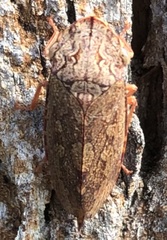 Stenocotini