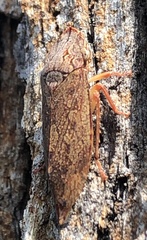 Stenocotini