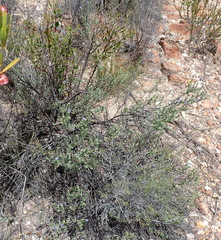 Lobostemon echioides