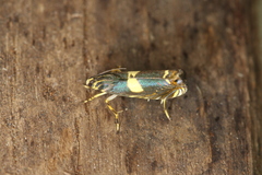 Hilarographa plectanodes