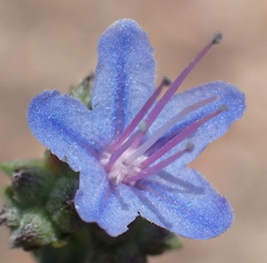 Lobostemon echioides