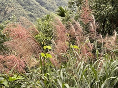 Miscanthus