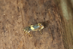 Hilarographa plectanodes