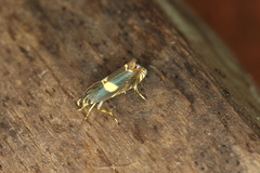 Hilarographa plectanodes