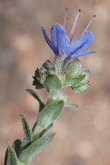 Lobostemon echioides