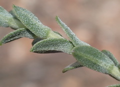 Lobostemon echioides