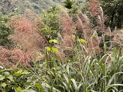 Miscanthus