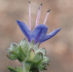 Lobostemon echioides