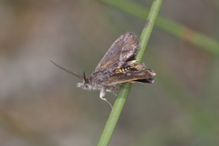 Miscera mesochrysa