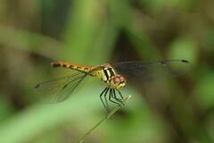 Sympetrum kunckeli