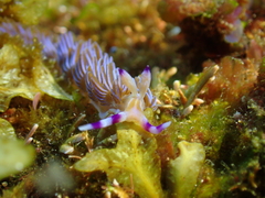 Pteraeolidia ianthina